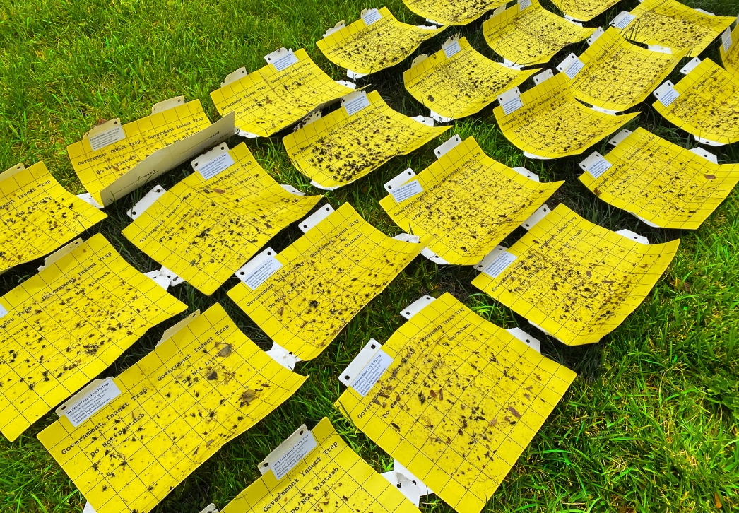 European cherry fruit fly traps