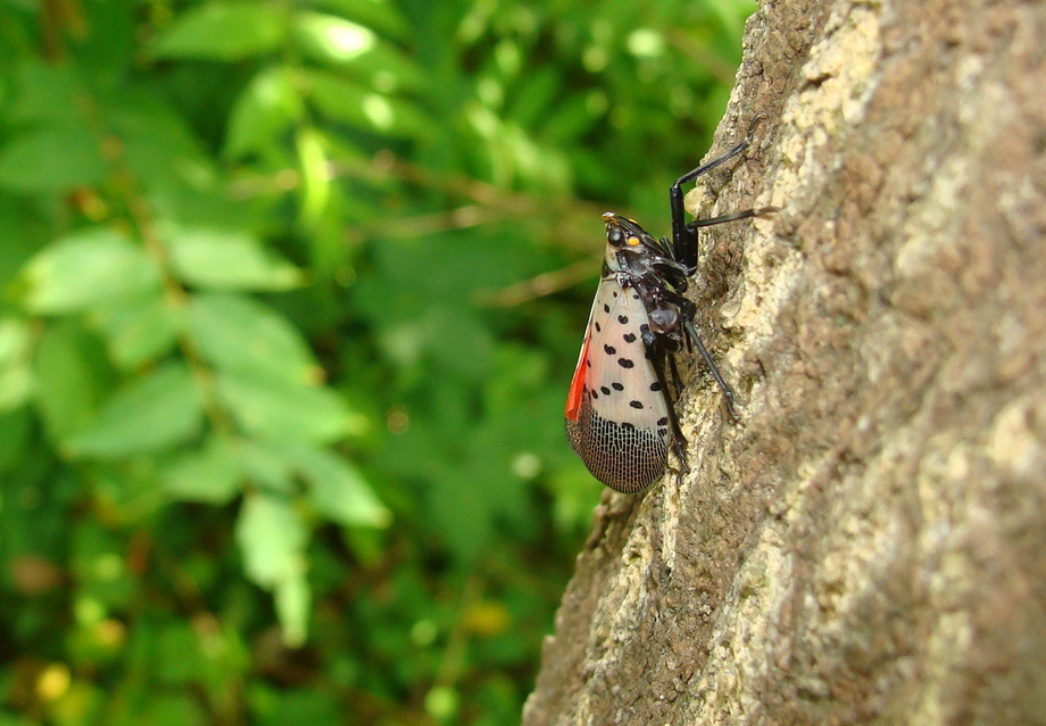 Spotted lanternfly adult on tree