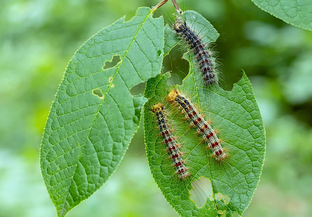 Spongy moth caterpillars on a leaf