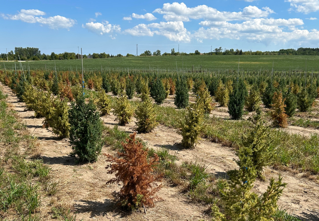 Phytophthora austrocedri symptoms on juniper in a nursery field