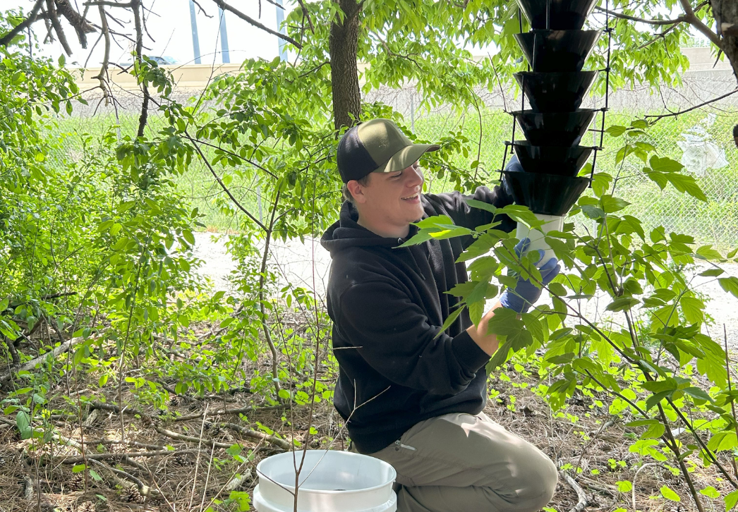 DATCP specialist checking a survey trap