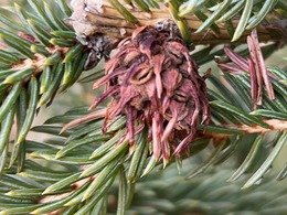 eastern spruce gall adelgid