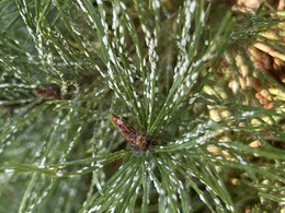 pine needle scale