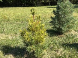 white pine blister rust