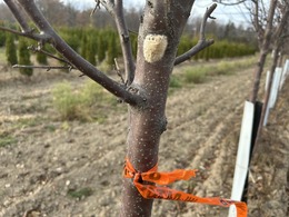 Spongy moth egg mass