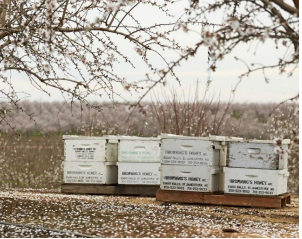 Brownings hives in almonds