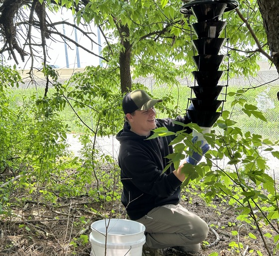 Field specialist checking survey trap