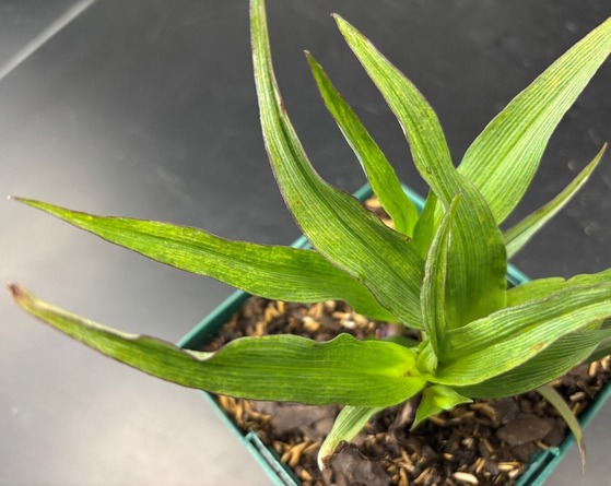Spiderwort infected with TraMMV and TRV