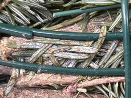 EHS on fraser fir wreath