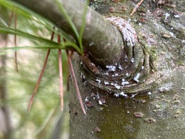 pine bark adelgid on white pine
