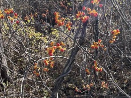 Invasive Oriental bittersweet growing along nursery field edge