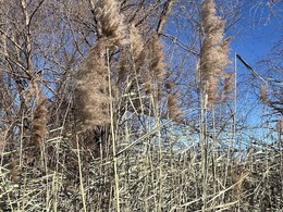 Phragmites australis non-native ecotype along nursery field edge