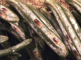 live EHS on fraser fir wreaths