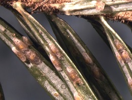 Live and dead cryptomeria scale on fraser fir wreaths in Kenosha Co.