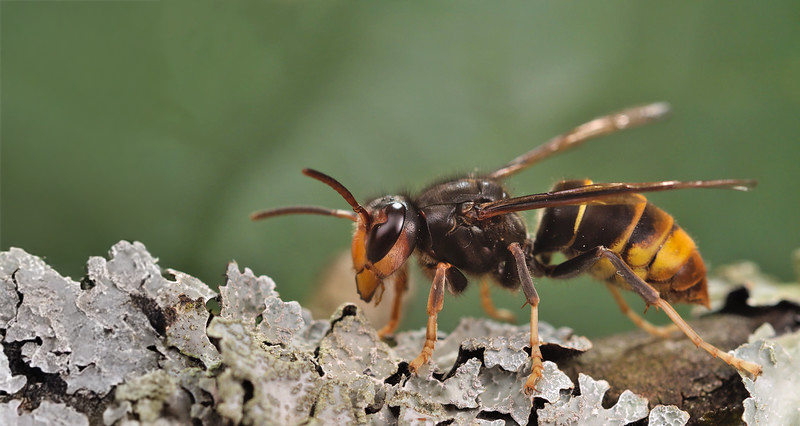 yellow_legged_hornet
