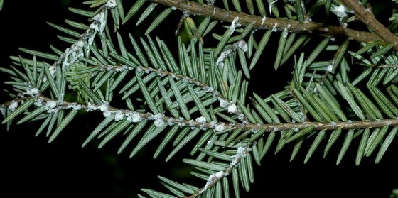 hemlock woolly adelgid on hemlock branch