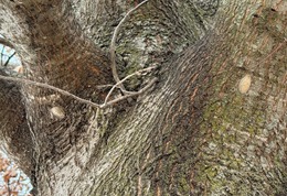 tussock moth egg mass