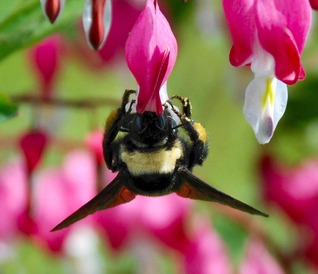 Bumble bee by TimothyBoyle