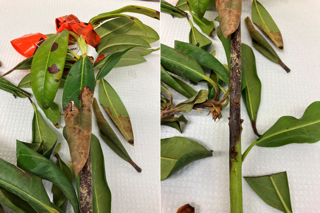 P. ramorum leaf (left) and stem (right) lesions on rhododendron