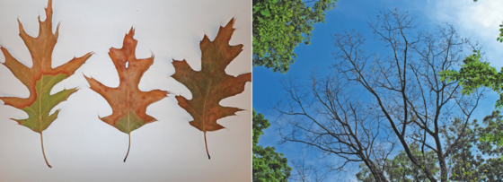Leaf discoloration (left) and leaf drop from upper canopy (right) of oak-wilt-infected tree
