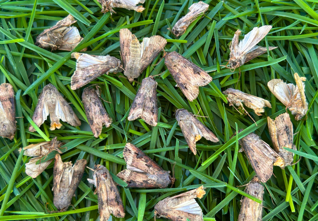Black cutworm moths captured in bucket trap