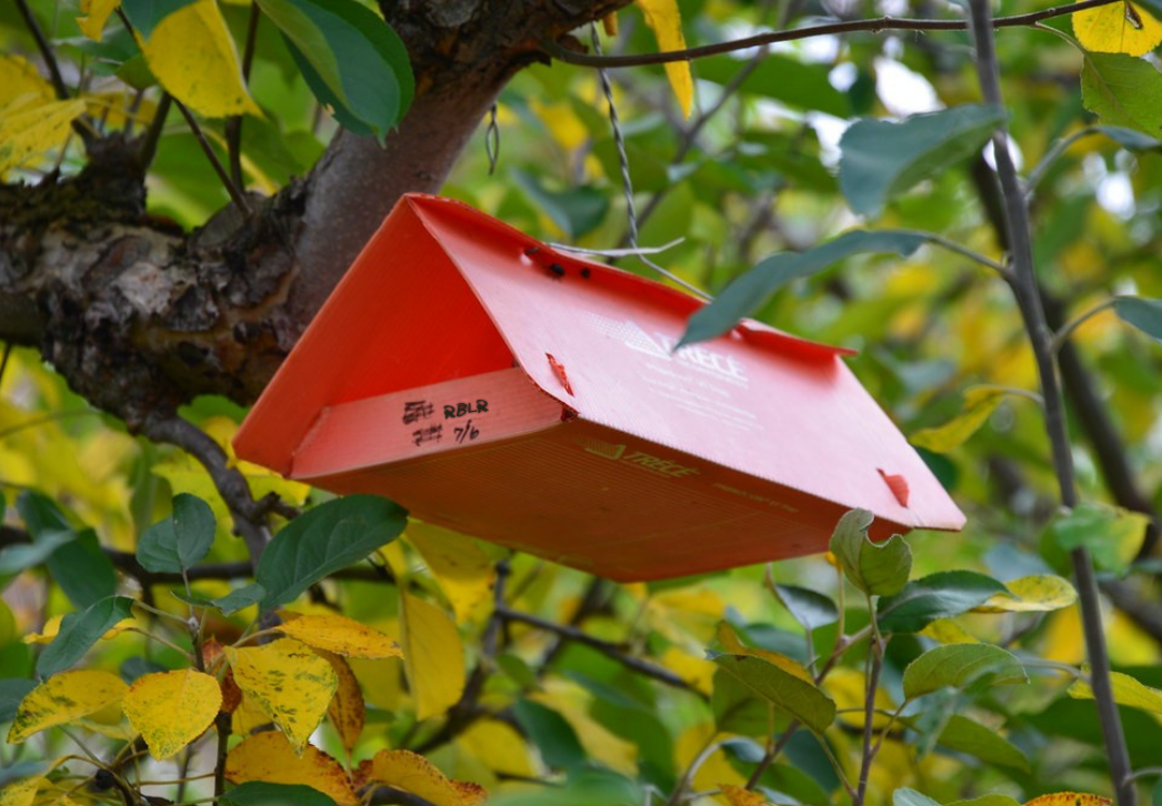 Pheromone trap set in apple orchard