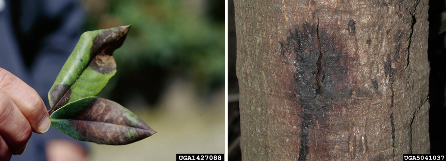 oak wilt symptoms on leaves and bark