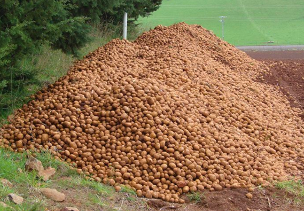 Pile of waste potatoes next to field