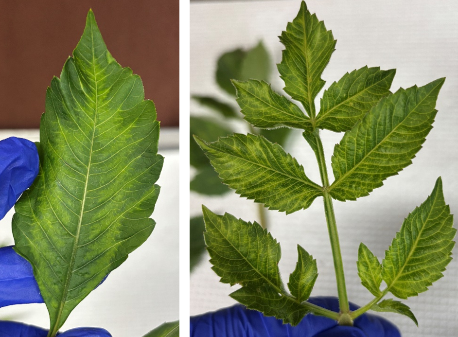 Vein clearing symptoms in Dahlias infected with DMV