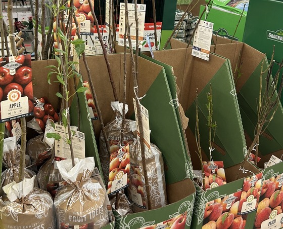 actively growing packaged apple trees