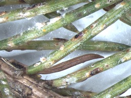 CFS Females Males and Crawlers