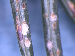 elongate hemlock scale females males and newly settled crawlers