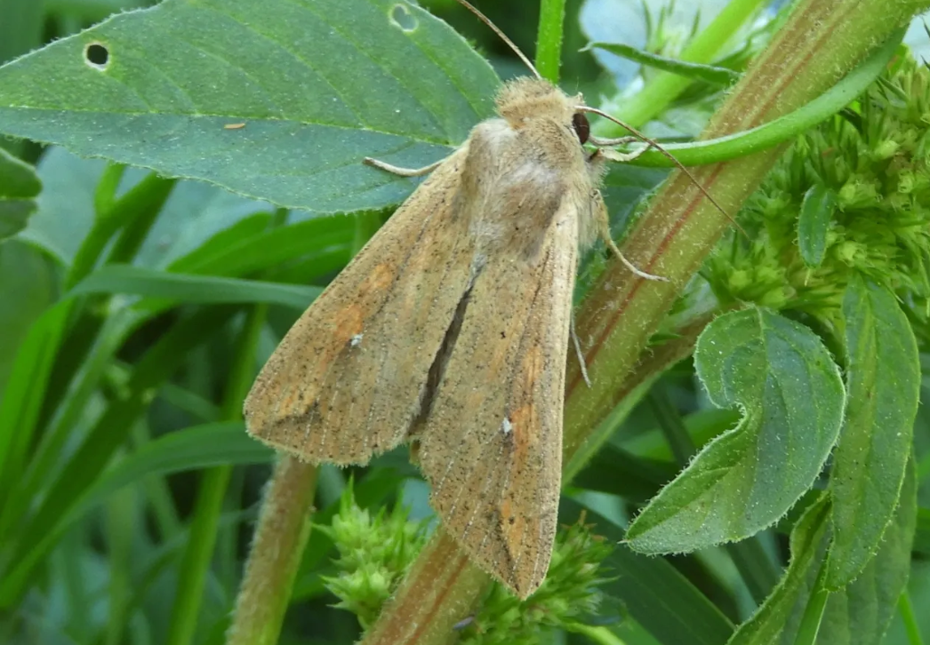 True armyworm moth