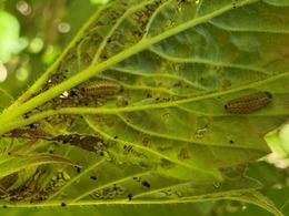 Viburnum leaf beetle larvae feeding on viburnum