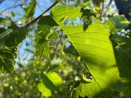 Elm zigzag sawfly larvae feeding on elm in Dane Co. (taken May 13) | DATCP L. Meils