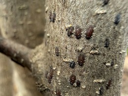magnolia scale overwintered crawlers