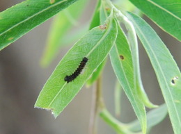 spongy moth larva feeding on willow