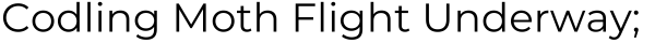 Title: Codling Moth Flight Underway;