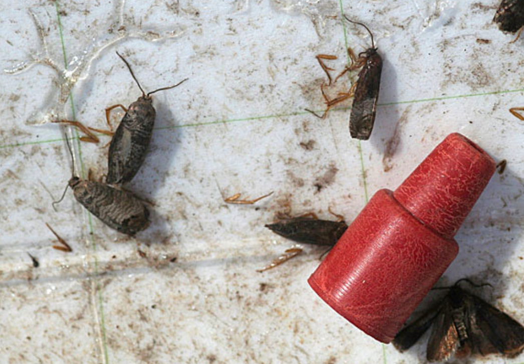 Codling moths on trap liner with pheromone lure