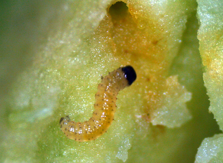 Codling moth newly hatched larva