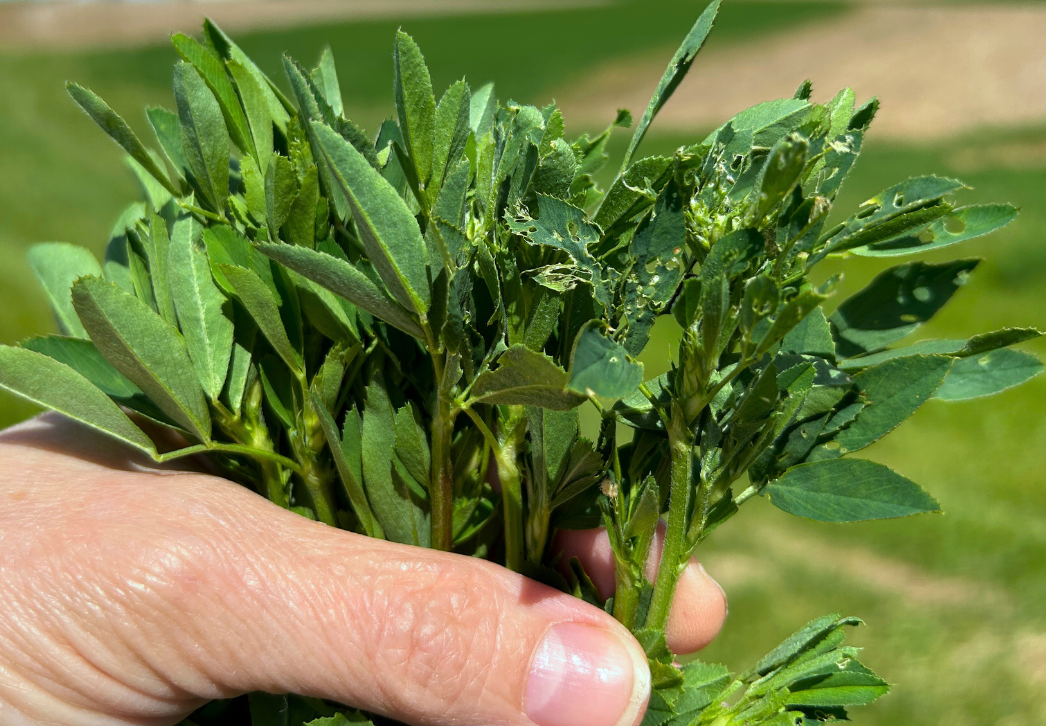 Alfalfa sample: Stems on the right show weevil feeding while stems on left show no feeding