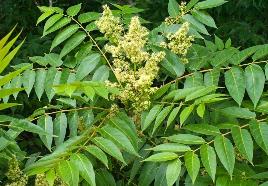 Tree-of-heaven flowering
