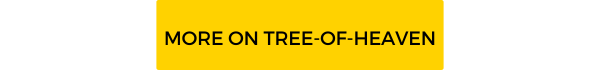 Button: More on Tree-of-Heaven