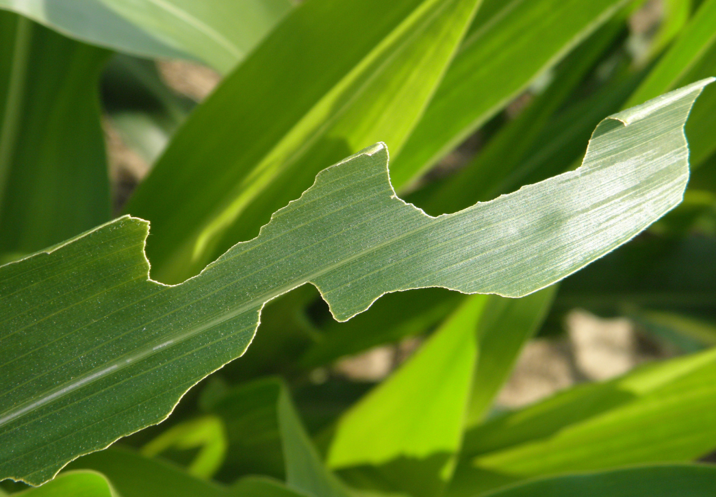 Typical True Armyworm Feeding Along Edges of Corn Leaf