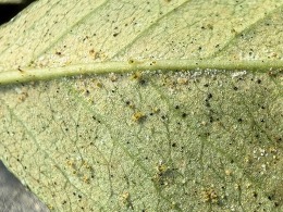 Two-spotted spider mites and eggs on rose in Columbia Co