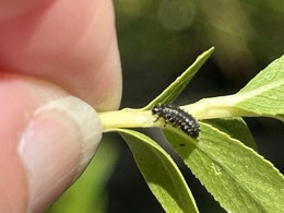 Imported willow leaf beetle larva on willow in Fond du Lac Co