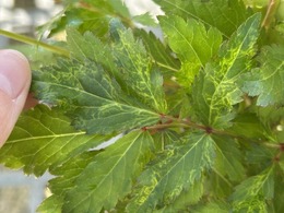 Virus-like symptoms on astilbe in Waukesha Co