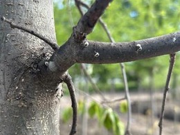 European elm scale on American elm in Milwaukee Co