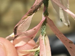 Aphids on dappled willow in Kenosha Co