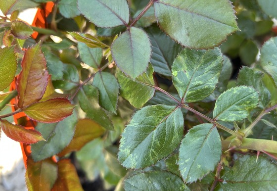 virus like symptoms on rose